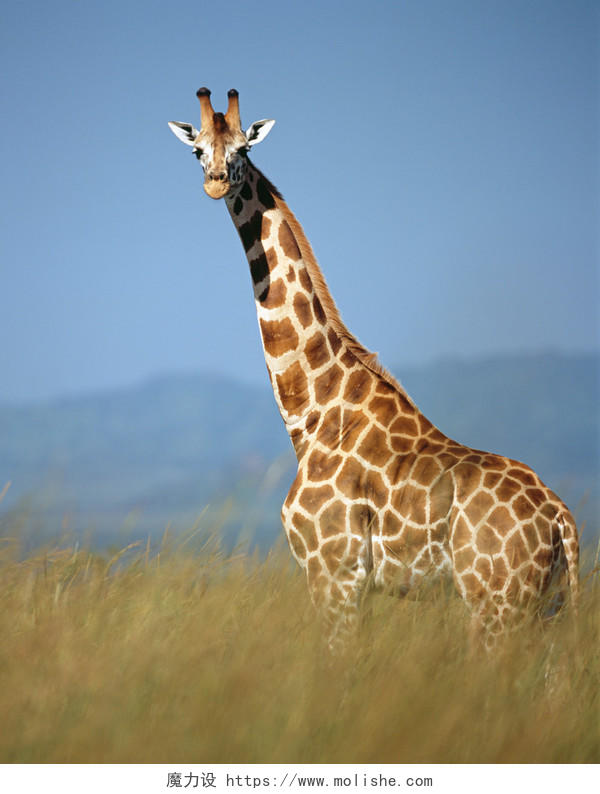在非洲大草原上拍到的长颈鹿